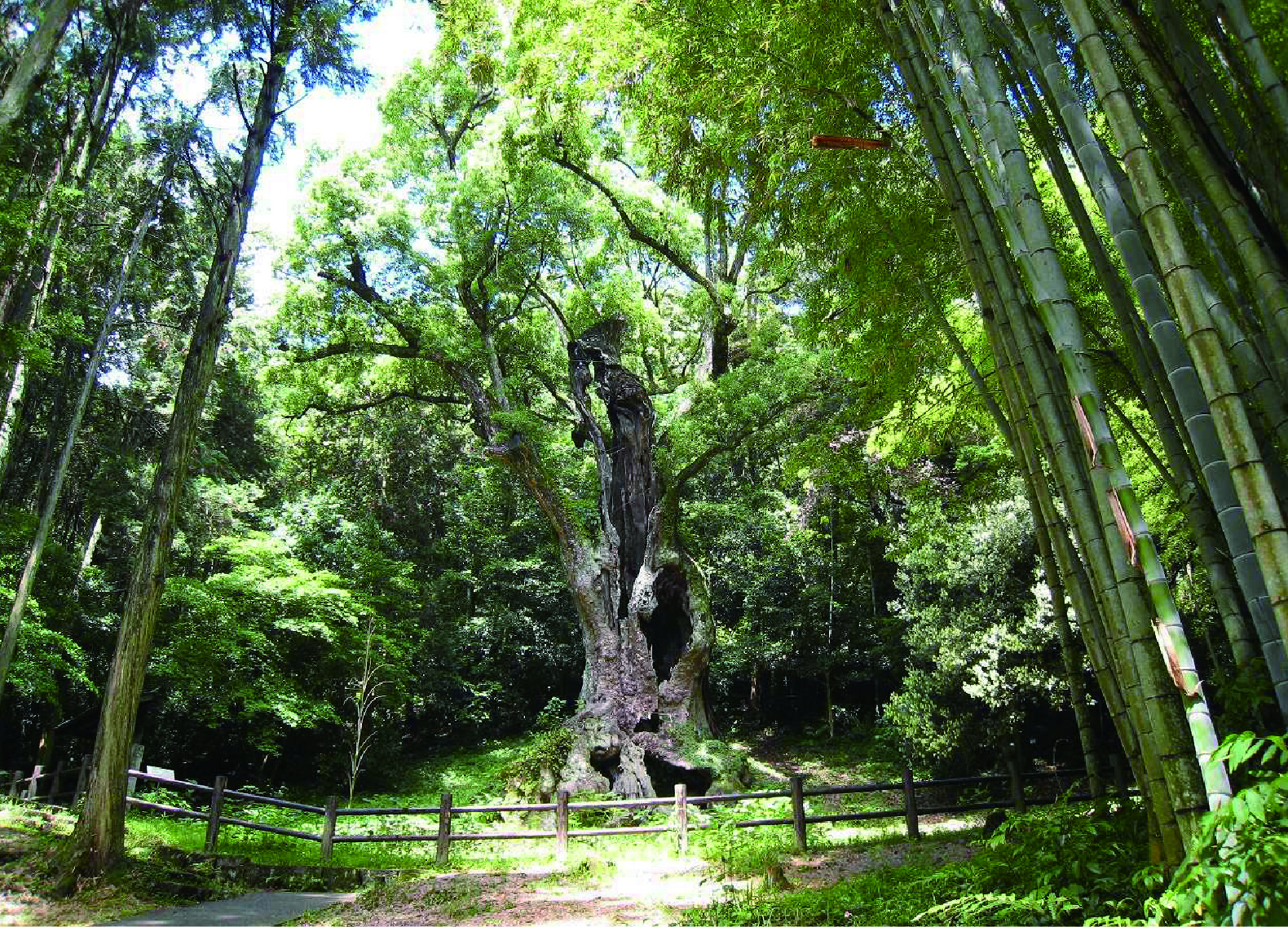 takeo_shrine・武雄の大楠